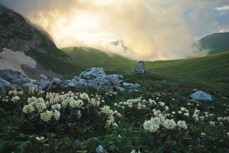 Рододендроны фото превью