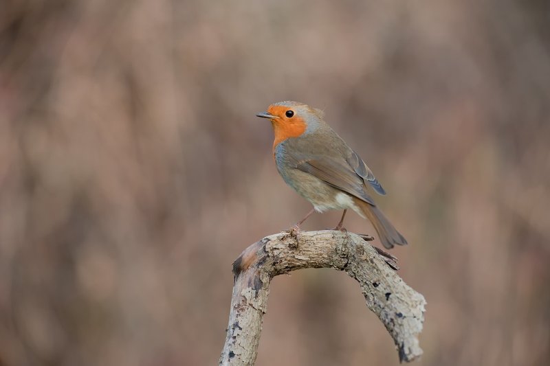 robin фото превью