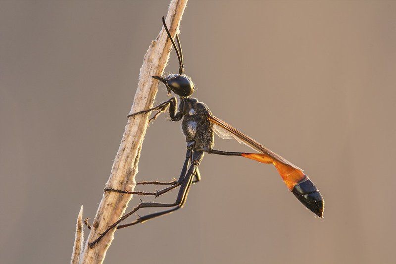 himenoptera La Bailarina фото превью