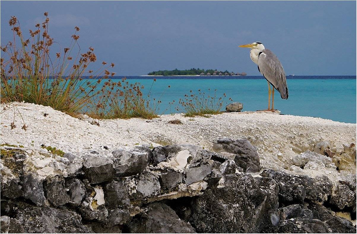 индийский океан, мальдивы, острова, серая цапля, Сергей Гаспарян
