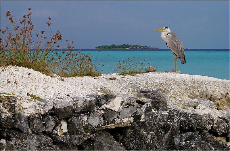 дневной дозор фото превью