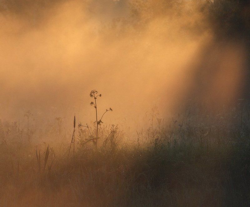Купаясь в утреннем тумане... фото превью