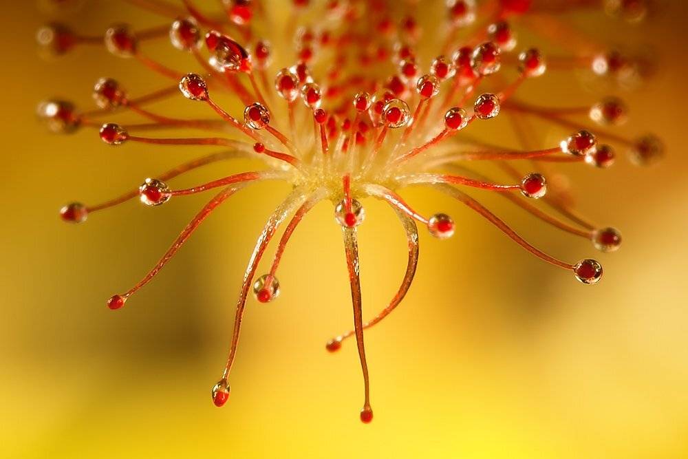 росянка капская, drosera capensis, macro, насекомоядное растение, Linas T