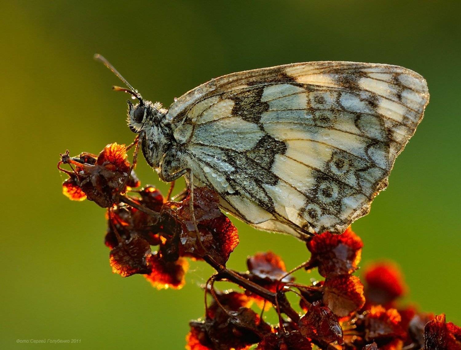 , Сергей Голубенко