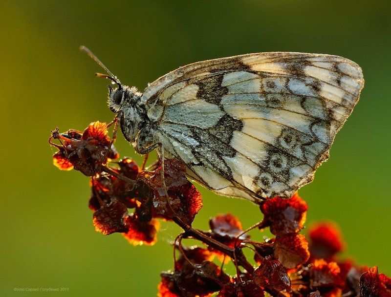 ***** фото превью