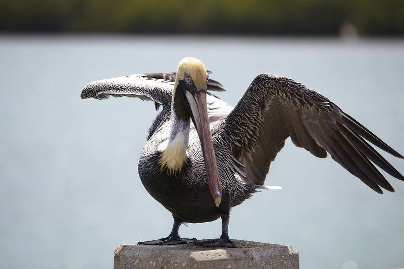 пиликан Филикан птица любопытная фото превью