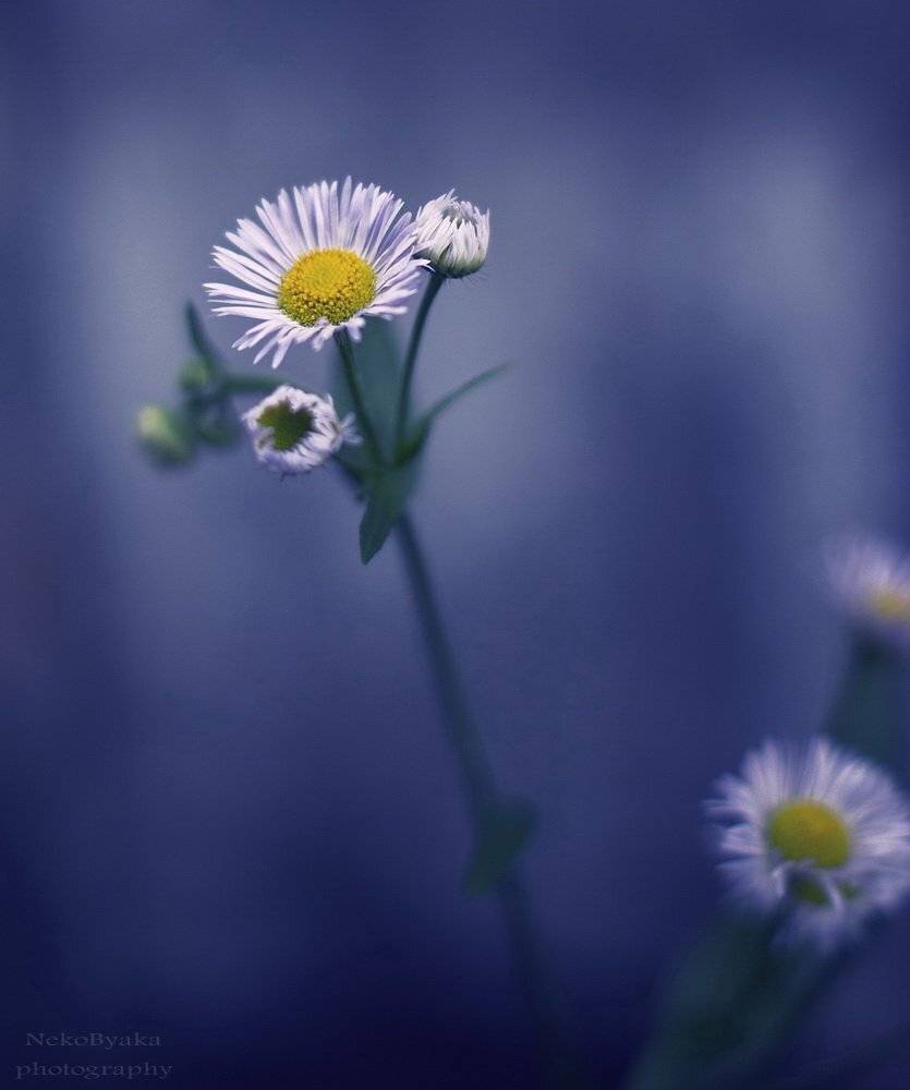 flowers, , цветы, , ромашки, , daisy, , лепестки, , chamomile, , белые, Мамакова Анжелика