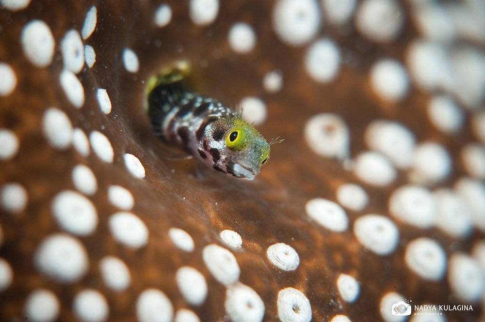 underwater, grand cayman, macro, Nadya Kulagina