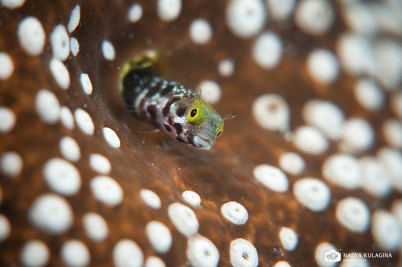 Polka Dots фото превью