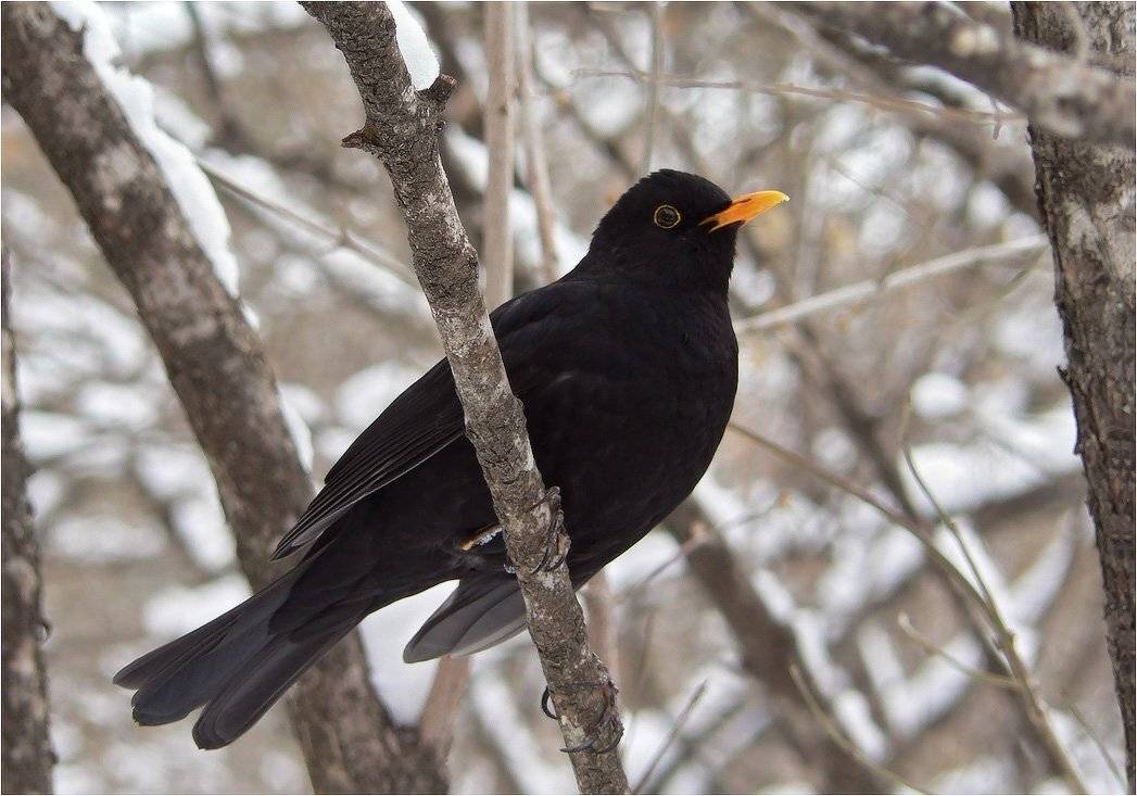 дрозд, КарОл