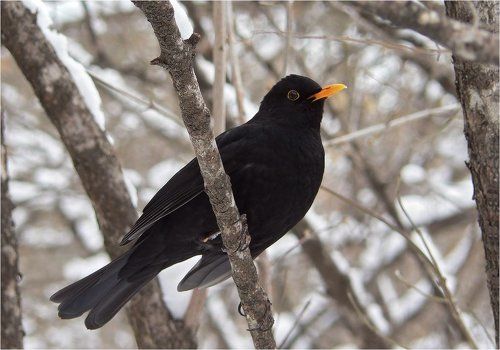 Черный дрозд