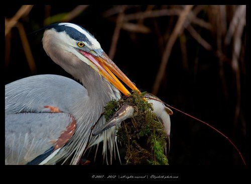 Большая голубая цапля с уловом - Great blue heron