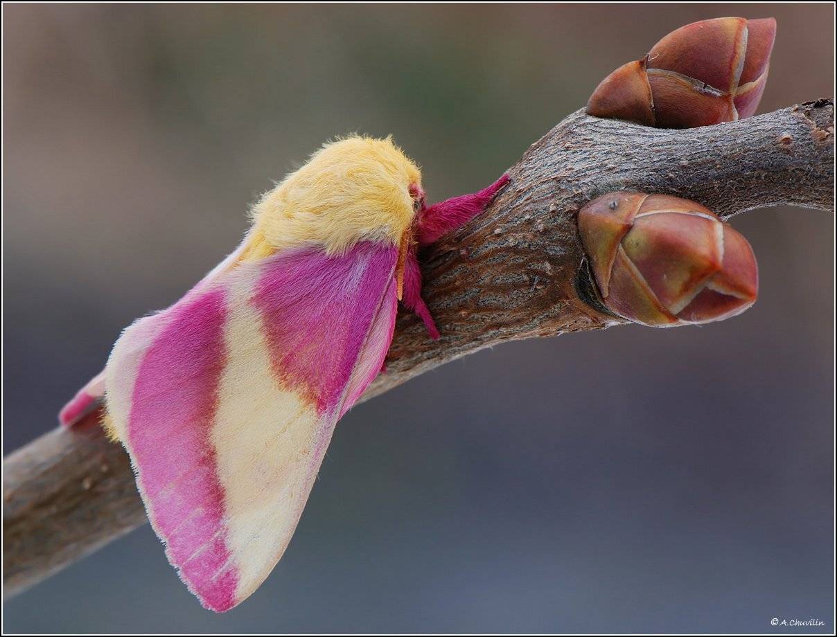 бабочка,павлиноглазка,пасхальная,rubicunda, Александр Чувилин