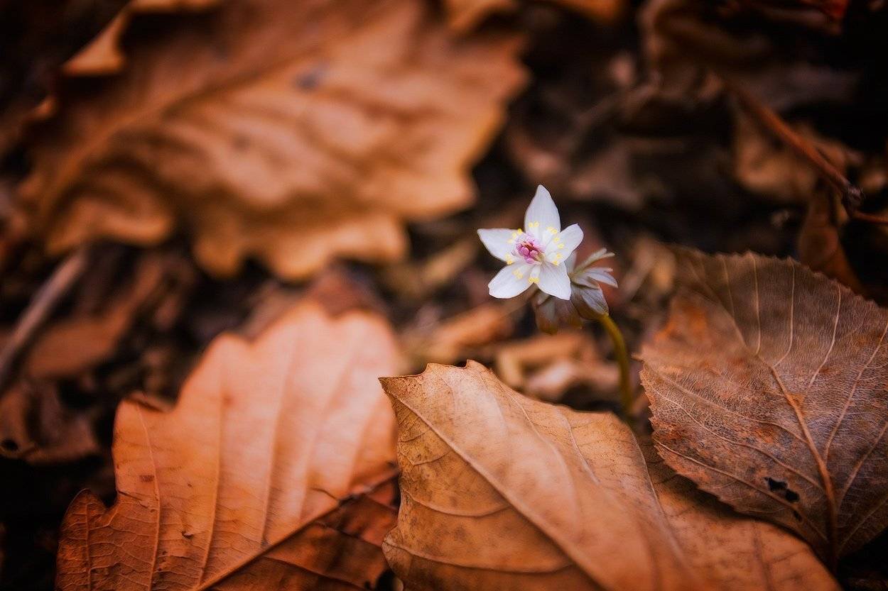 цветок, листва, весна, Андрей Кровлин