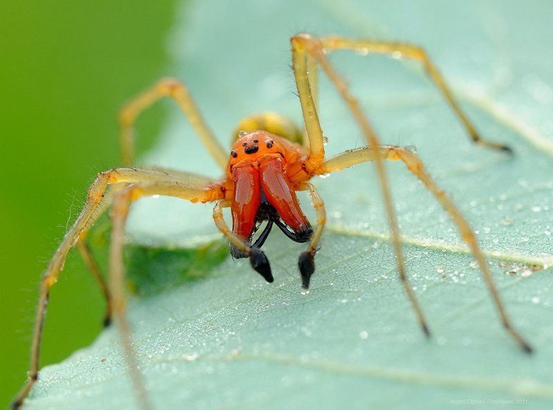 Хейракантиум фото превью