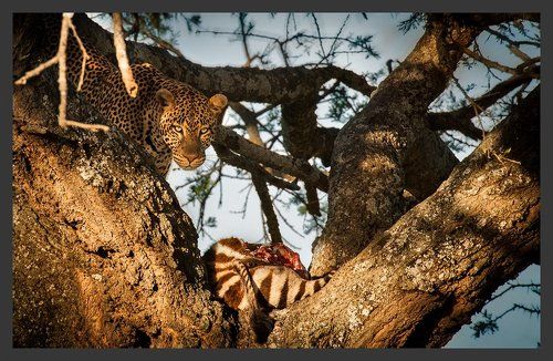 Взгляд Саванны