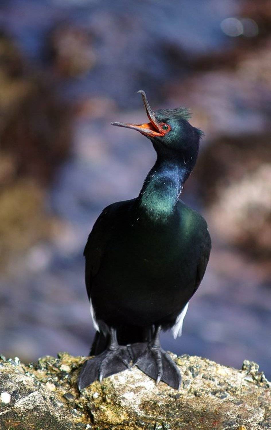 калифорнийский, ушастый, баклан, Юрий Лукьяненко (o4spok)