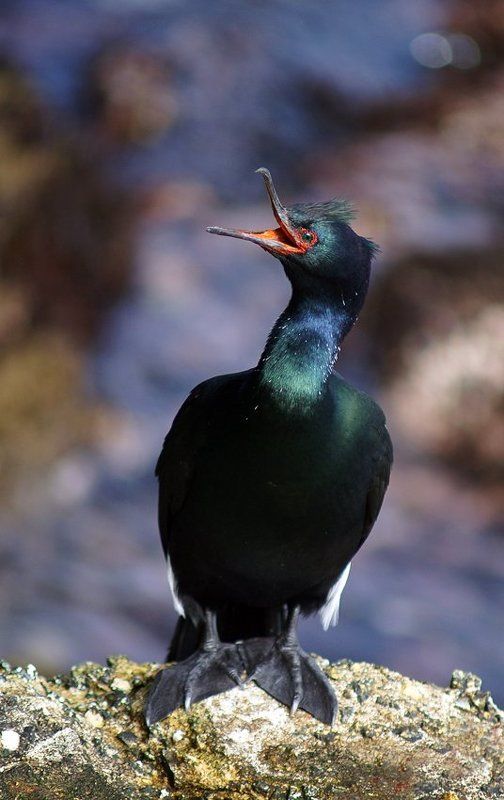 калифорнийский, ушастый, баклан Ща спою.... фото превью