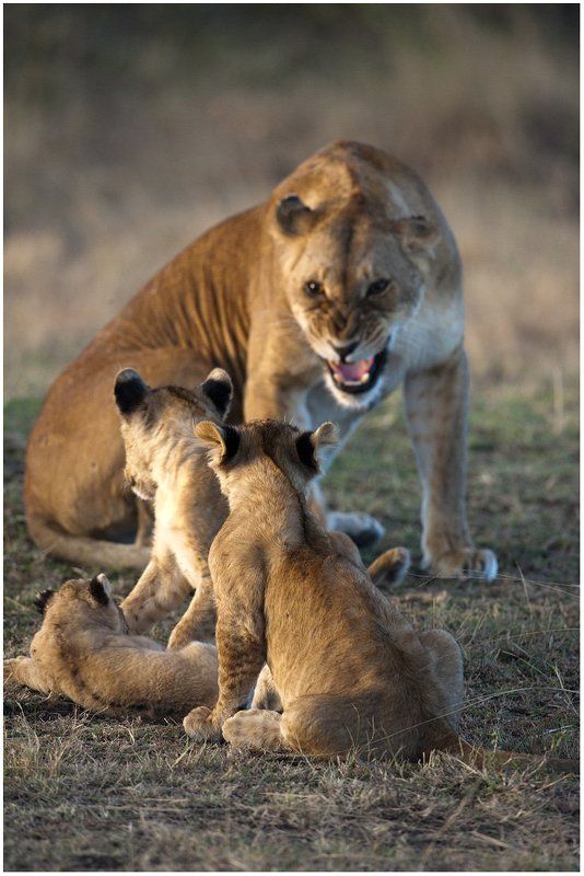 из серии Львинная жизнь фото превью