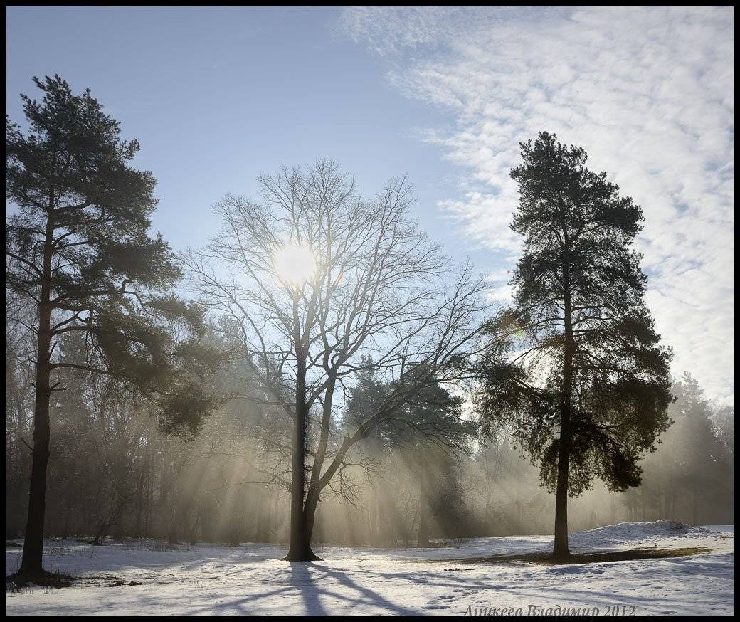 лосиный, остров, туман, Аникеев Владимир