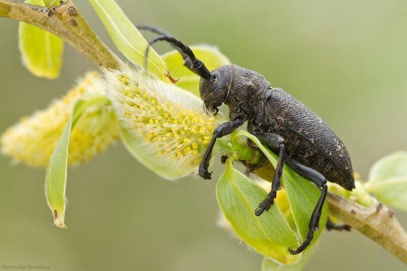 ростислав, макро, 100мм Жуки. Незаметные соседи фото превью