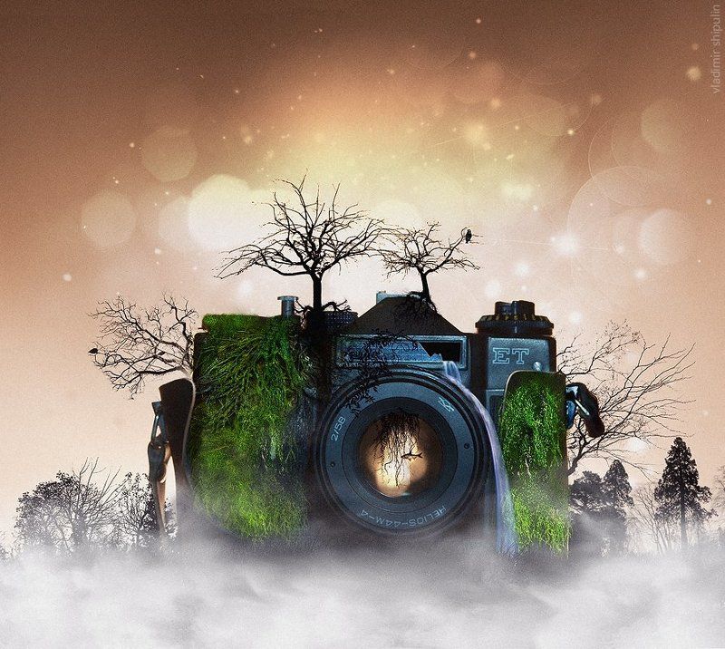 trees,forest,birds,vladimir,лес,art,photos,fish,camera,деревья,фото,зенит,птицы,moss,collage,zenith,коллаж,арт,рыба,фотоаппарат,владимир,shipulin,шипулин Лес... (Forest...) фото превью