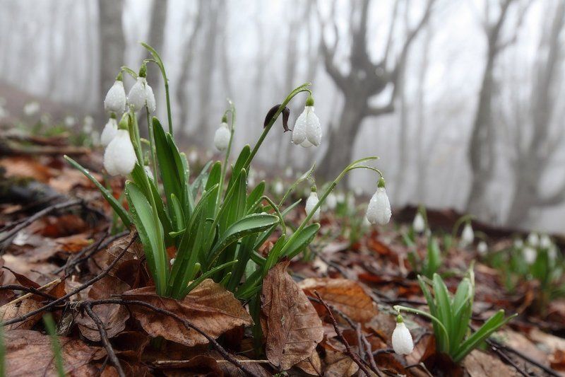 крым, подснежники, туман Начало апреля, Крым фото превью