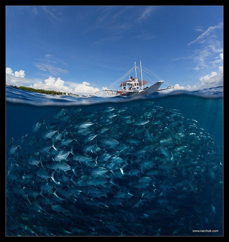 Go diving? фото превью