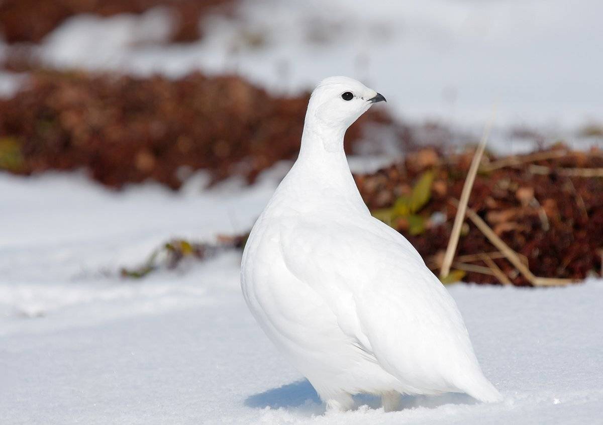 тундряная куропатка, снег, Utkin  Dmitriy