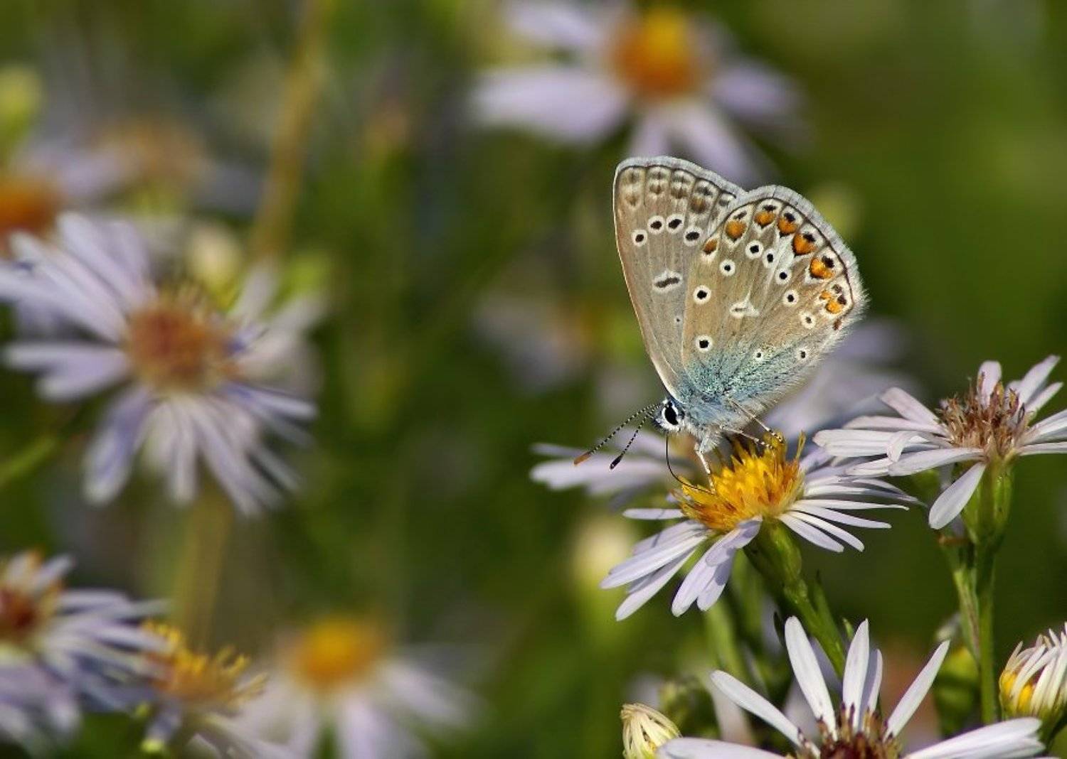 голубянка, Cheplenko Aleksey