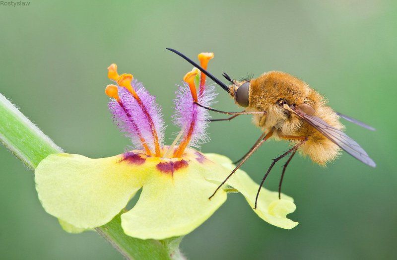 ростислав, макро, 100мм Мух-длинный нос фото превью