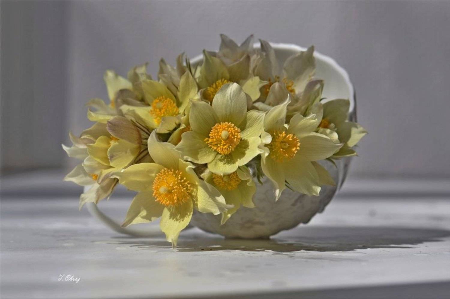 цветы, Татьяна Образ