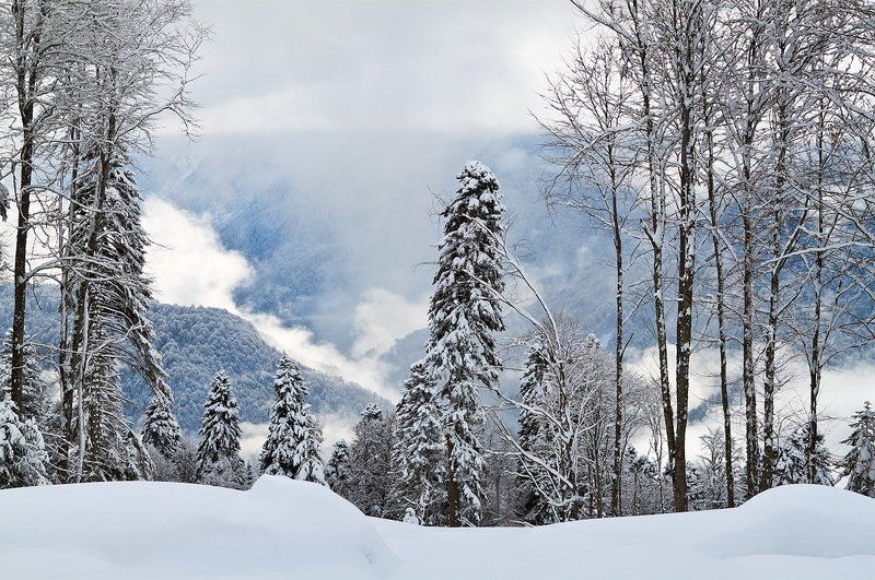 красная, поляна  фото превью