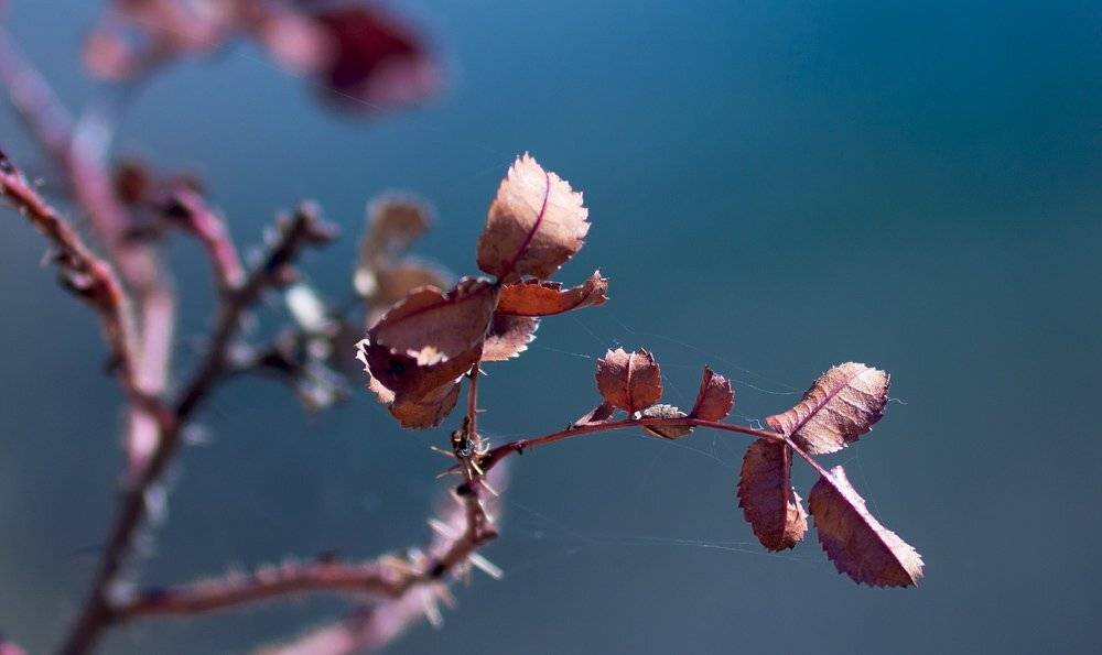 макро, природа, шиповних, шип, сухой, Григорий Пиль