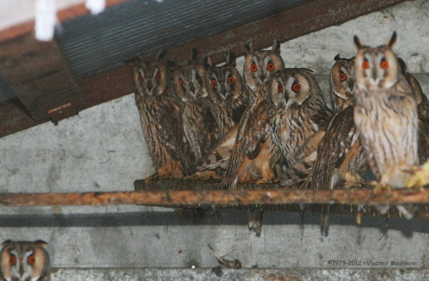 , &copy; =Vladimir Meshkov=