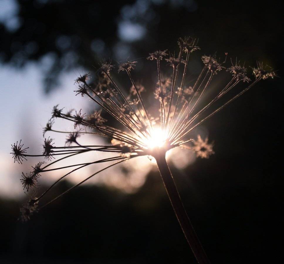 , Максим Филипов