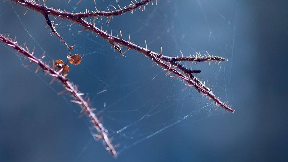 весна, цветок, растение, природа, макро, сухой, осень, лист, ветка, ветвь, засохший, паутина, шиповник, паутинка, шип, Григорий Пиль
