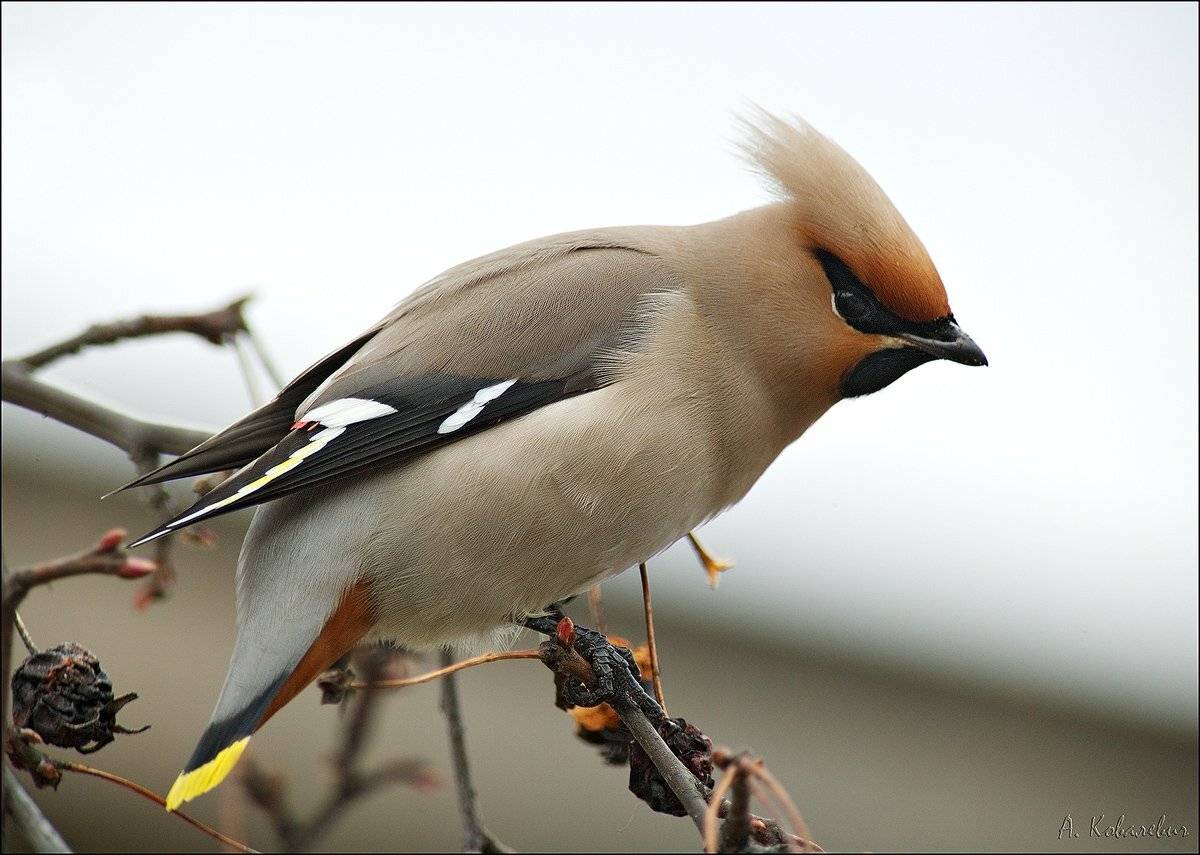 свиристель, Ковалевич А.