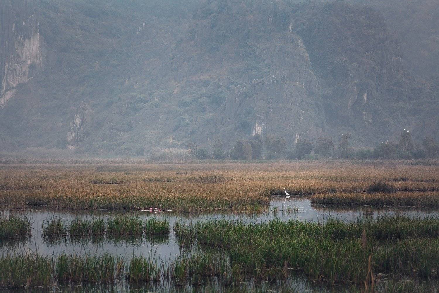 vietnam, morning,fog,travel, bird, Александр