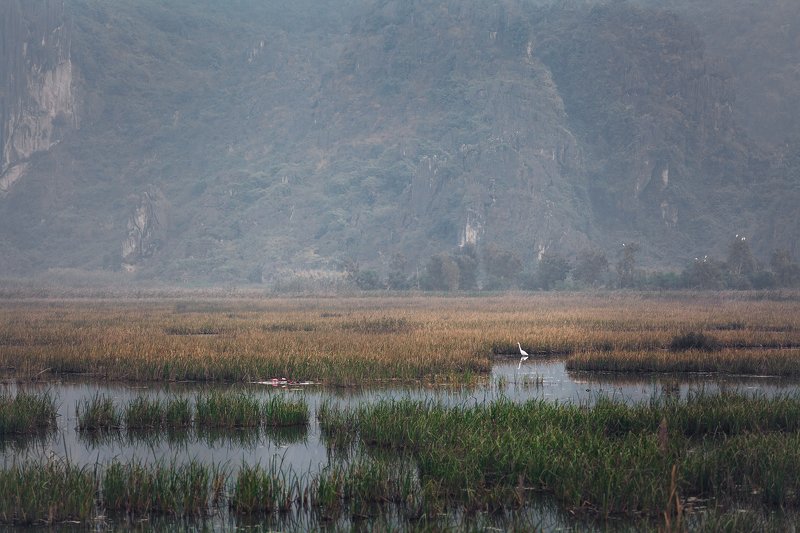 vietnam, morning,fog,travel, bird Morning poetry фото превью