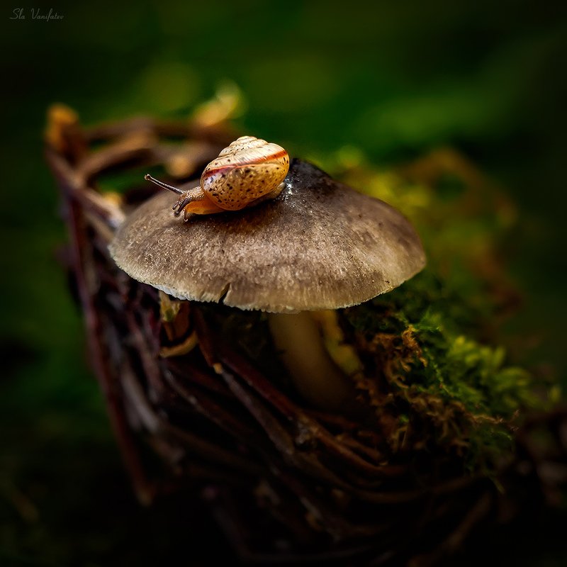 улитка... фото превью