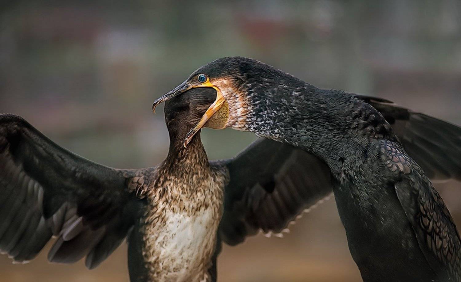 баклан, птенец, Татьяна Москальчук
