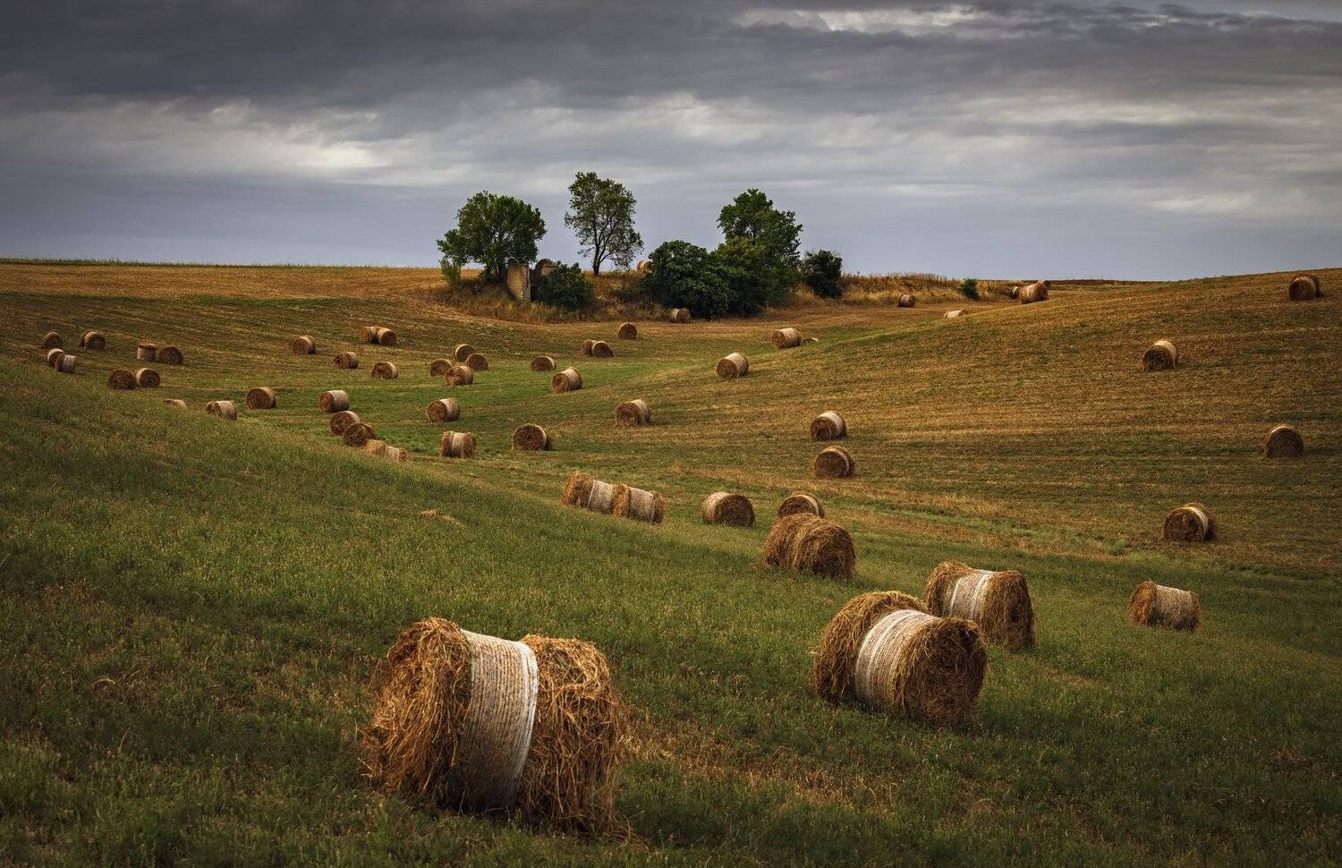 поле, сено, Александр Безмолитвенный
