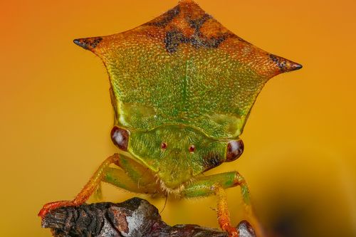 Портрет бодушки