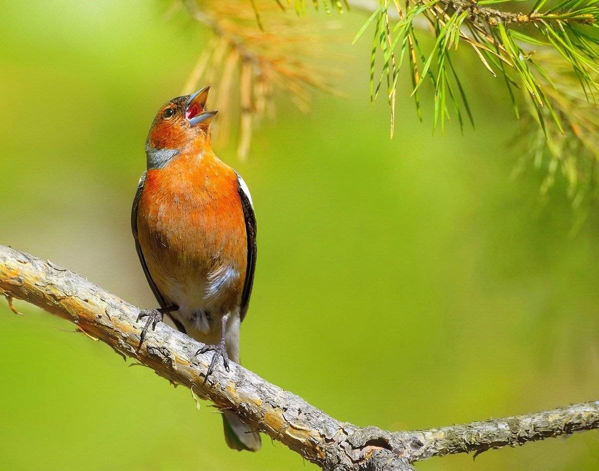 природа, фотоохота,  птицы, животные, весна, зяблик, vladilenoff