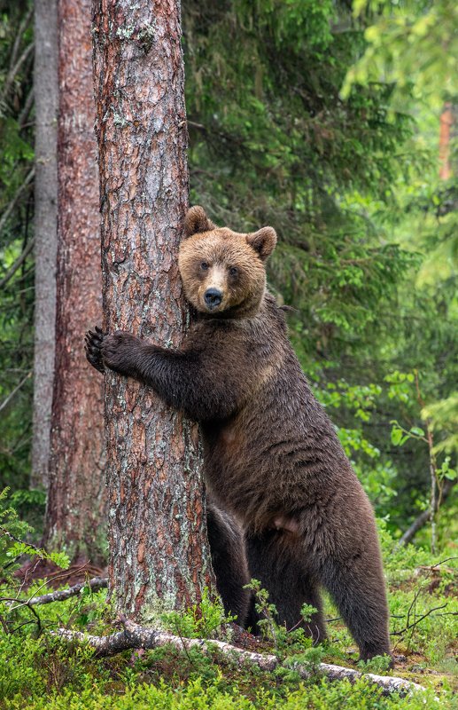true romance, романс, Романс: \
