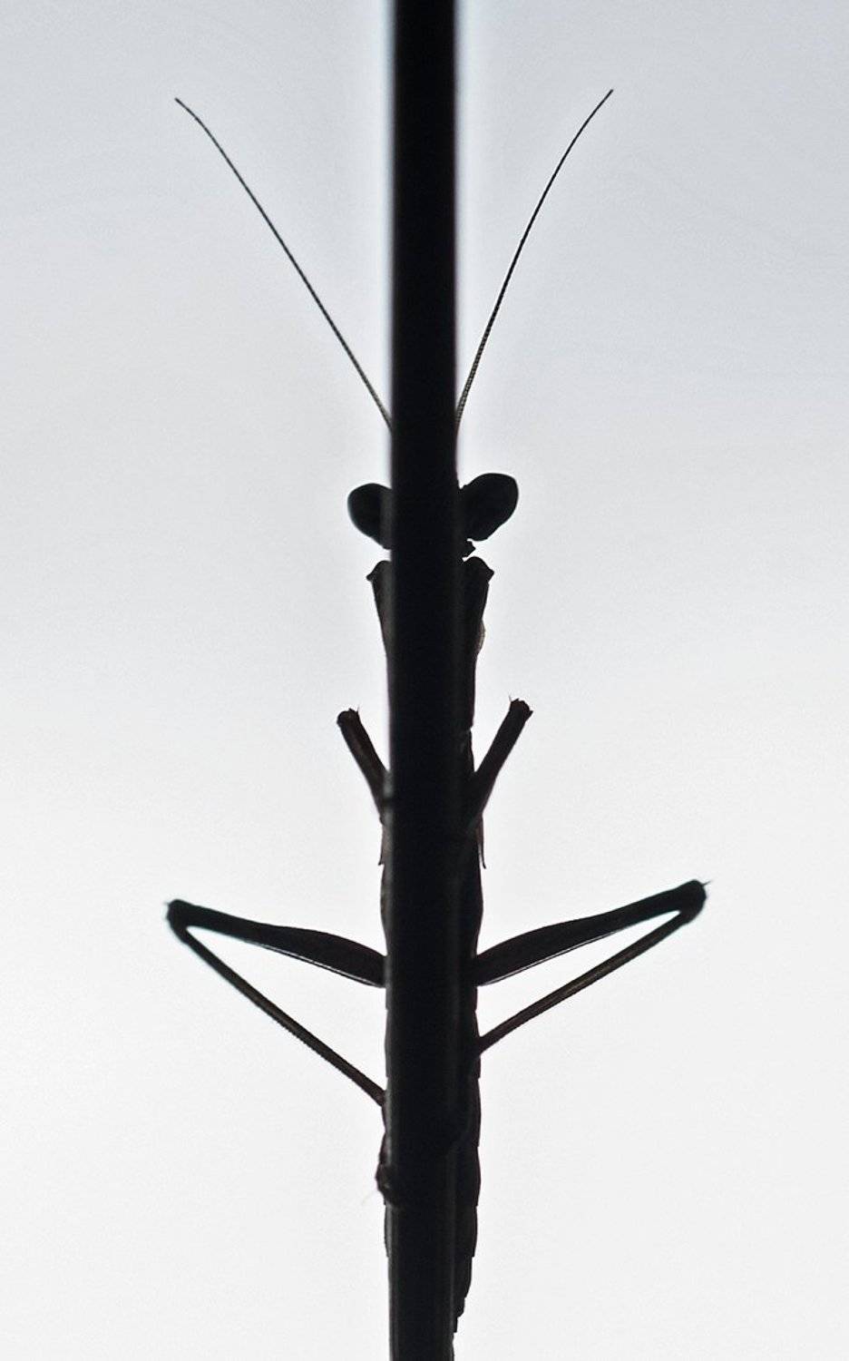 богомол, Валерий Николаев (Petrovich)