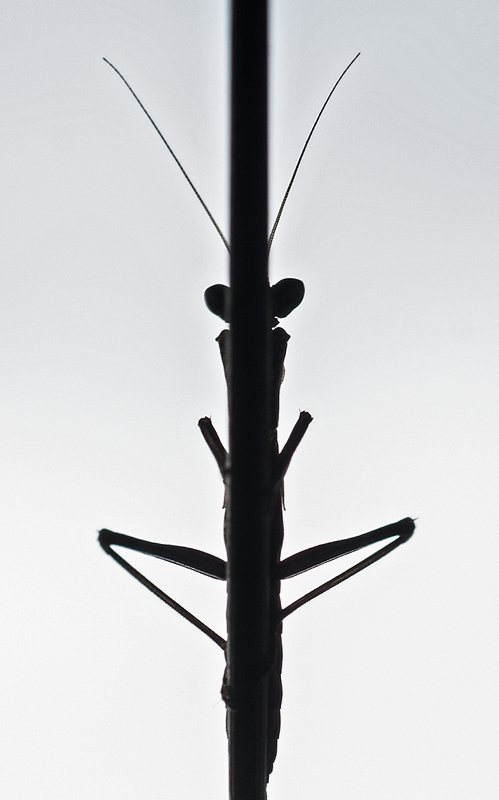 богомол Некоторые Б умеют улыбаться ногами... фото превью