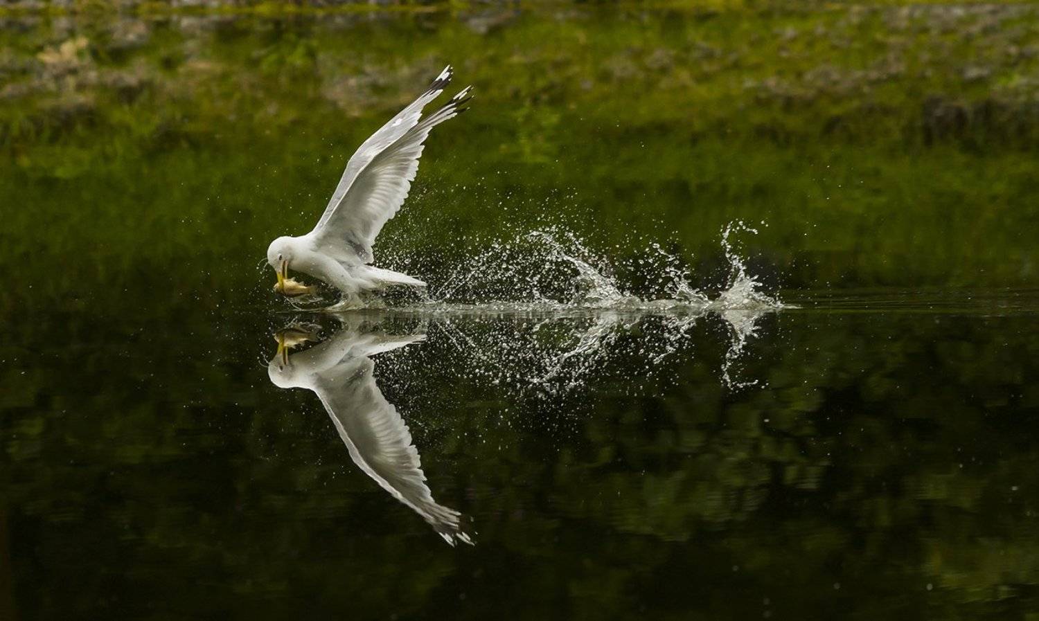 Птица, чайка, рыбалка, Наталия Сытина