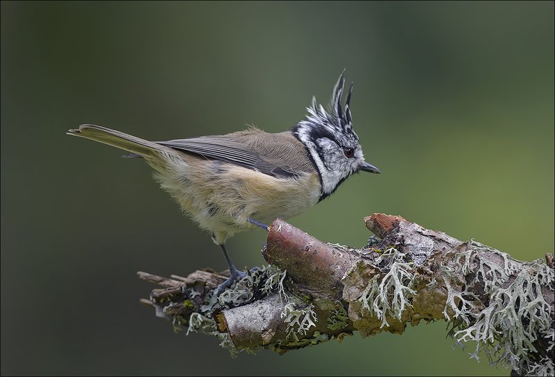 гренадёрка С причёской... фото превью